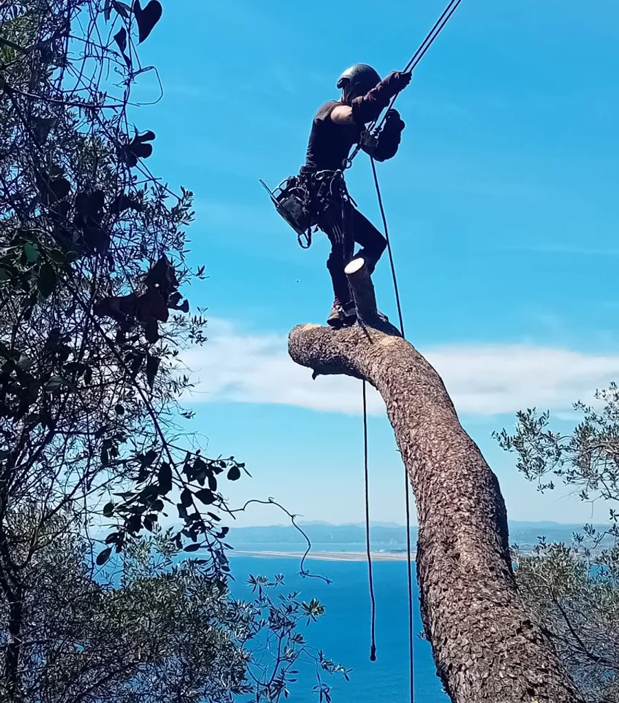Arboriste-grimpeur d'Accart Elagage encordé lors d'un démontage d'arbre au-dessus de la baie des Anges à Nice