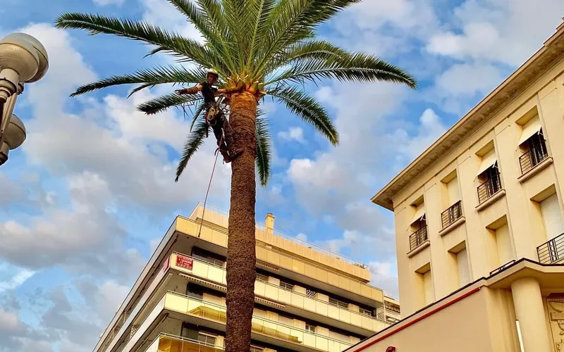 Élagueur grimpeur traitant un palmier contre le charançon rouge à Cannes