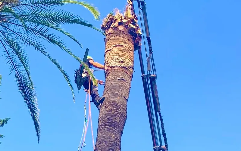 Élagueur professionnel démontant un palmier avec une grue dans les Alpes-Maritimes