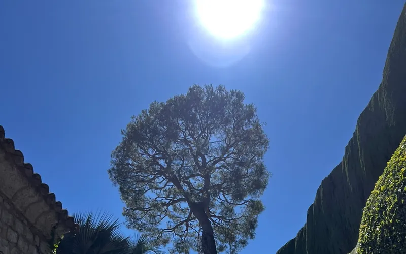 Arbre méditerranéen taillé sous un ciel bleu dans les Alpes-Maritimes