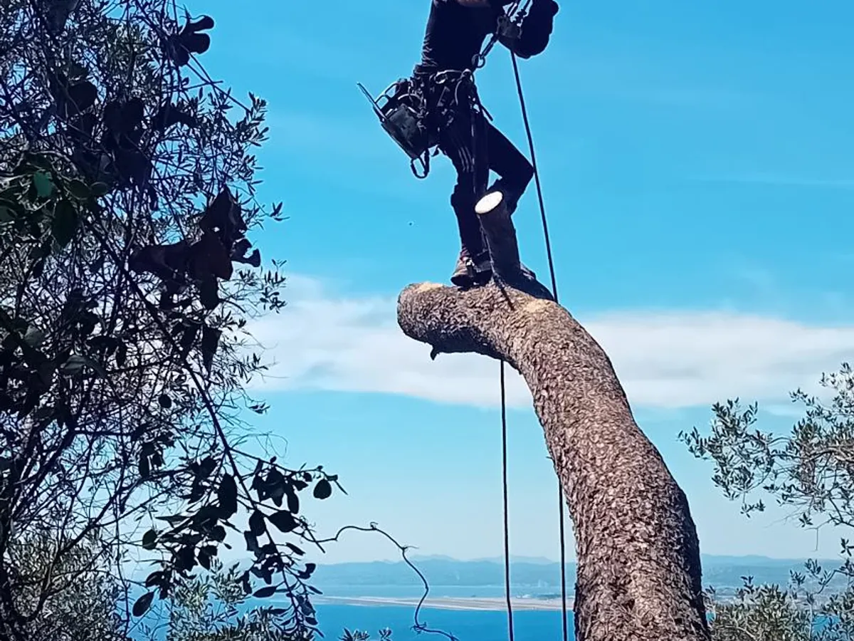 Élagueur grimpeur d'Accart Elagage en plein démontage d'un arbre au-dessus de la baie de Nice