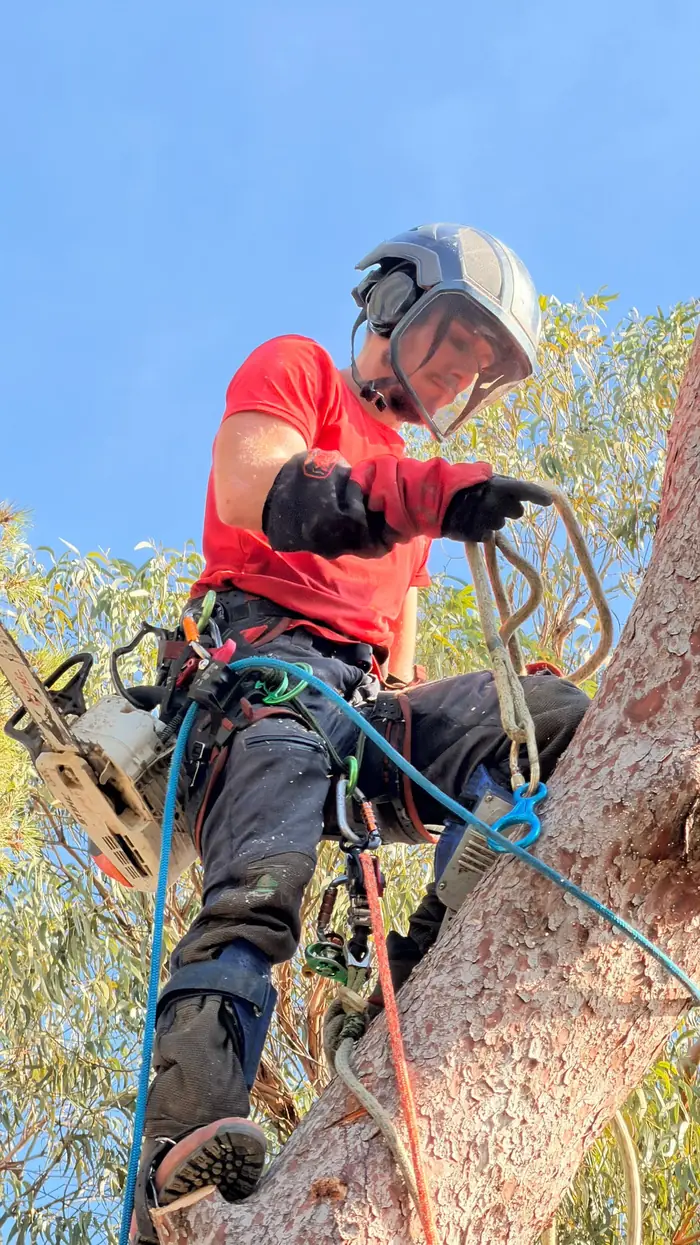 Arboriste grimpeur équipé casque, visière, harnais et cordes dans un arbre