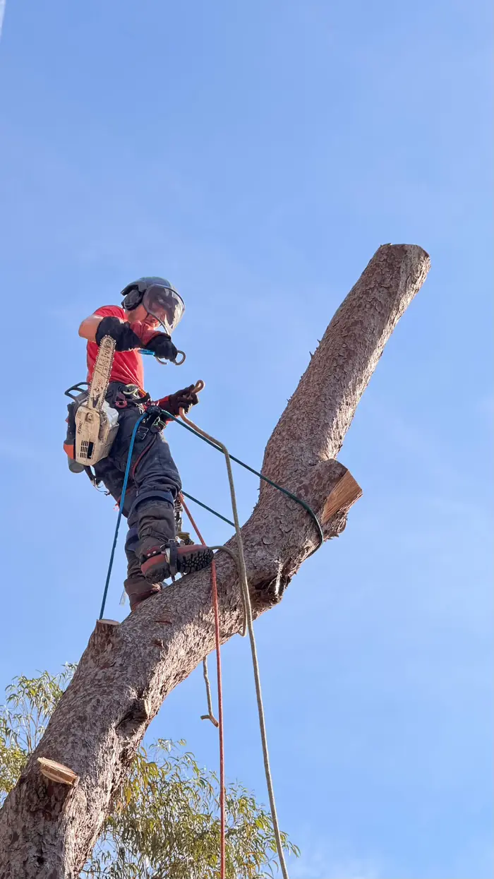 Grimpeur tronçonnant un fût de pin en hauteur lors d'un démontage