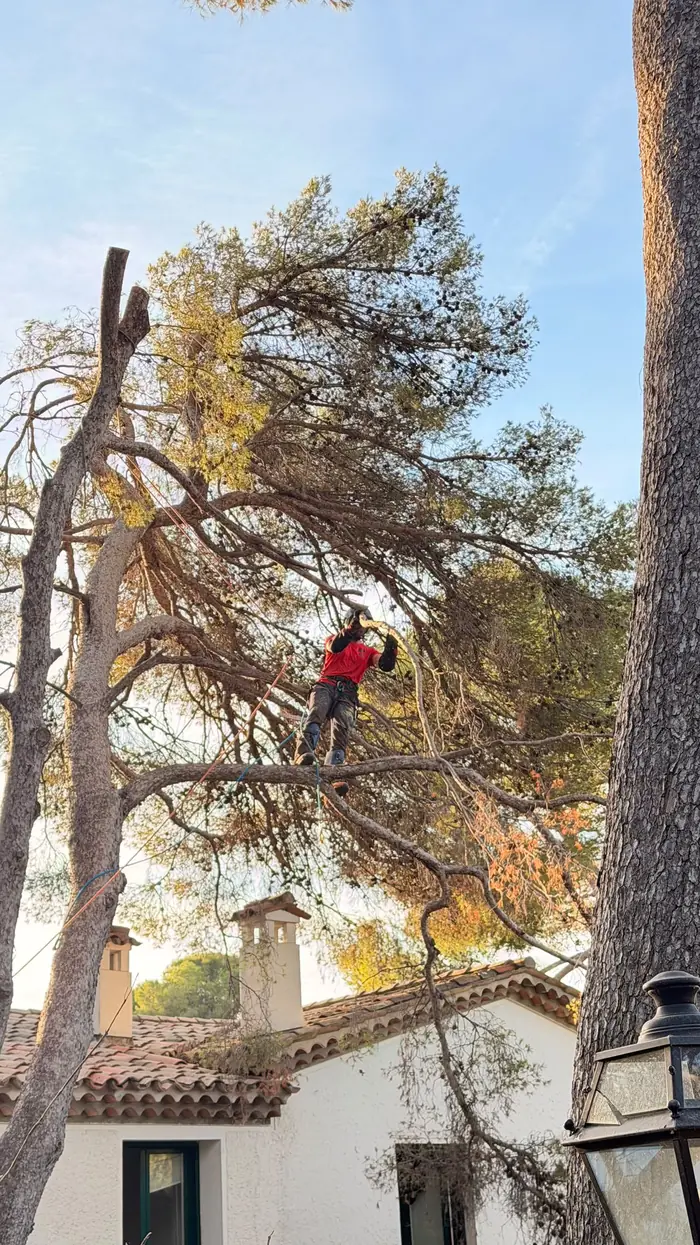Élagage d'un pin au-dessus du toit d'une villa provençale par un arboriste grimpeur
